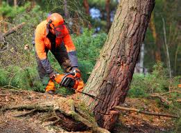 Reliable Thornport, OH Tree Removal and Landscaping Services Solutions